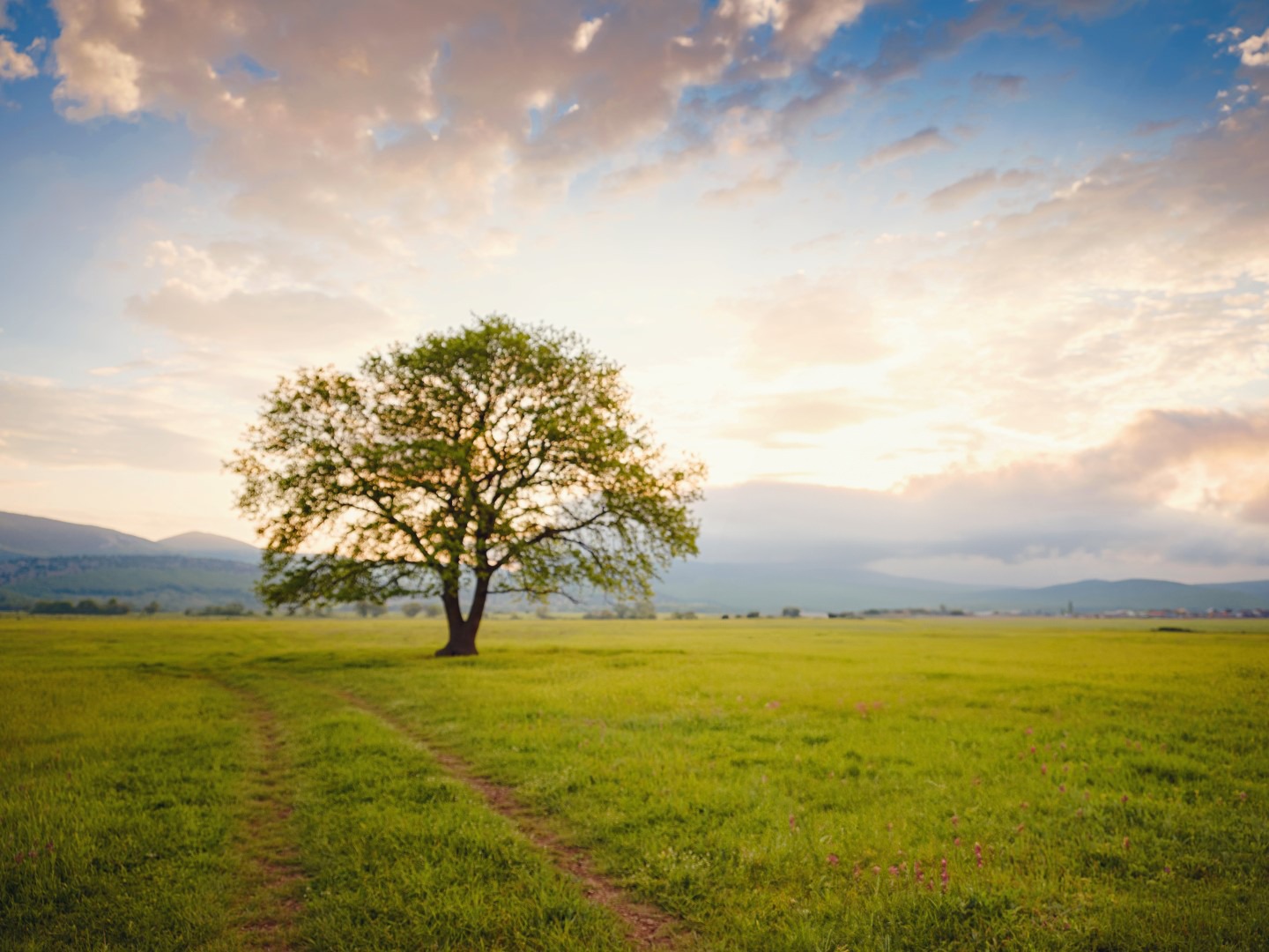 Van Nuys Addiction Treatment Center - tree